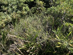 Allocasuarina distyla