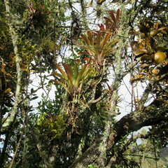 Dendrophthora avenia