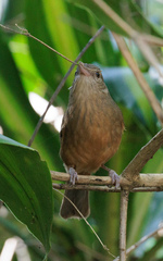 Colluricincla rufogaster