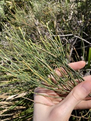 Allocasuarina distyla