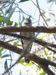 Chrysococcyx lucidus