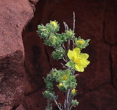 Hibbertia crinita