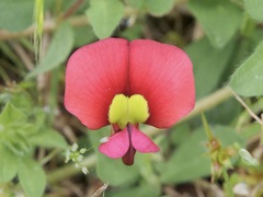 Kennedia carinata