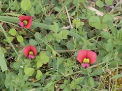 Kennedia carinata