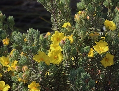Hibbertia crinita