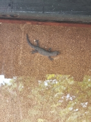 Hemidactylus platyurus