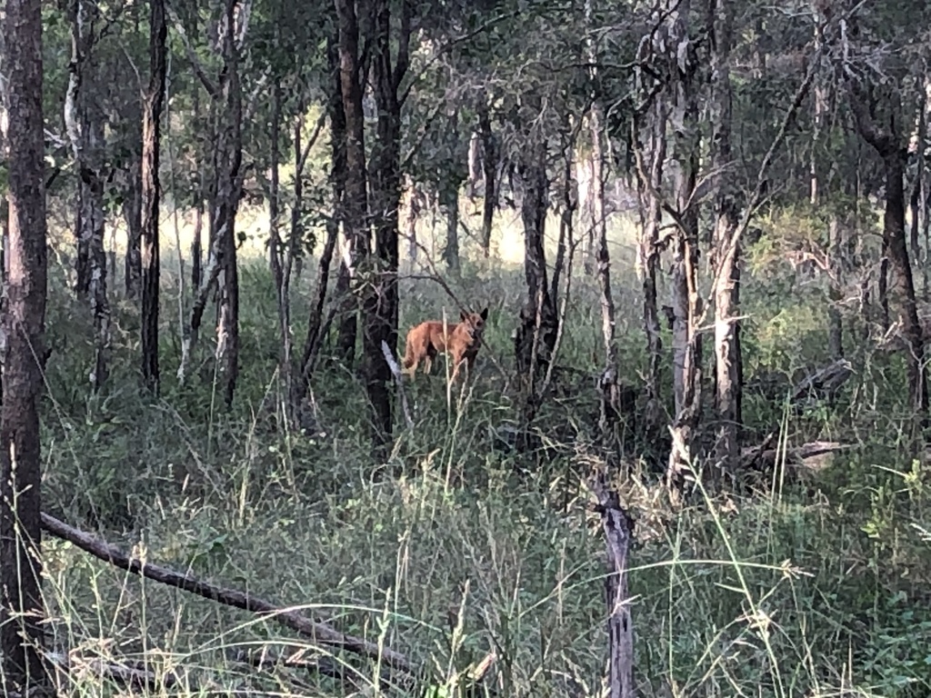 Dingo from Pooh Corner Bushland Reserve, Wacol, QLD, AU on March 29, 2021 at 0435 PM by