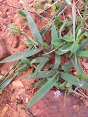 Urochloa serrata