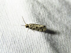 Amydria margoriella