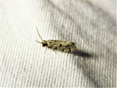 Amydria margoriella