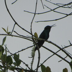 Colibri