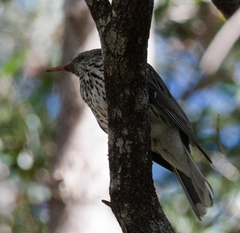 Oriolus sagittatus