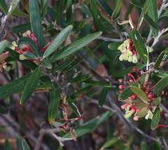 Grevillea aspera