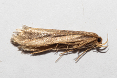 Atomotricha