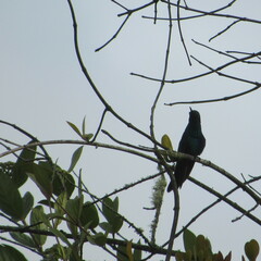 Colibri