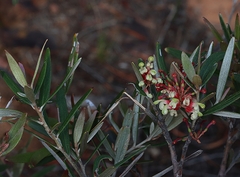 Grevillea aspera