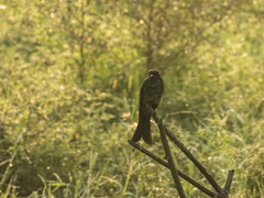 Dicrurus macrocercus