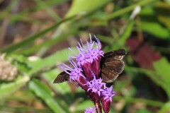 Erynnis zarucco