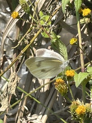Pieris rapae crucivora