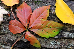 Phyllosticta parthenocissi
