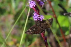 Erynnis zarucco