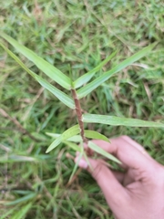 Urochloa serrata