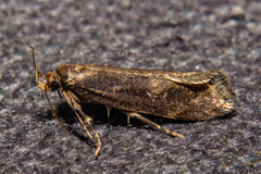 Atomotricha chloronota