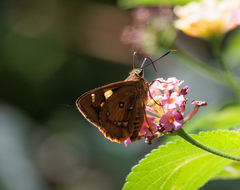 Trapezites symmomus