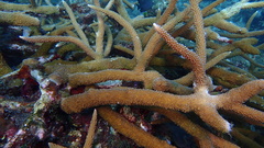 Acropora cervicornis