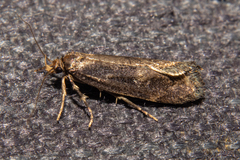 Atomotricha chloronota