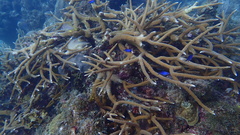 Acropora cervicornis