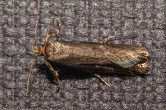 Atomotricha chloronota