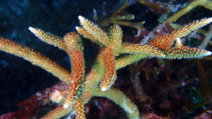 Acropora cervicornis