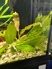 Echinodorus grisebachii