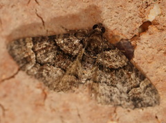 Eucymatoge peplodes