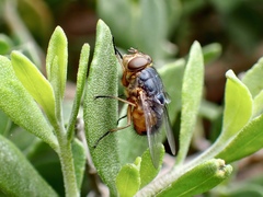 Calliphora dubia