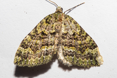 Austrocidaria callichlora