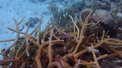 Acropora cervicornis