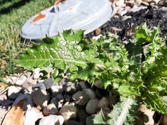 Sonchus asper