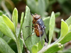 Calliphora dubia