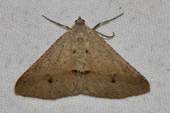 Isturgia penthearia