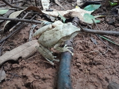 Polypedates megacephalus