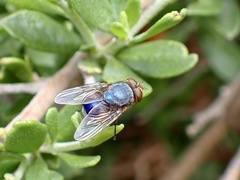 Calliphora dubia