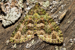 Austrocidaria similata