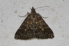 Dichromodes lygrodes