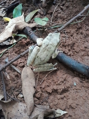 Polypedates megacephalus