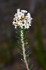 Epacris