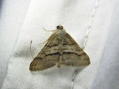 Digrammia continuata