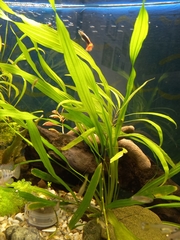 Echinodorus uruguayensis