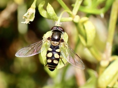 Simosyrphus grandicornis